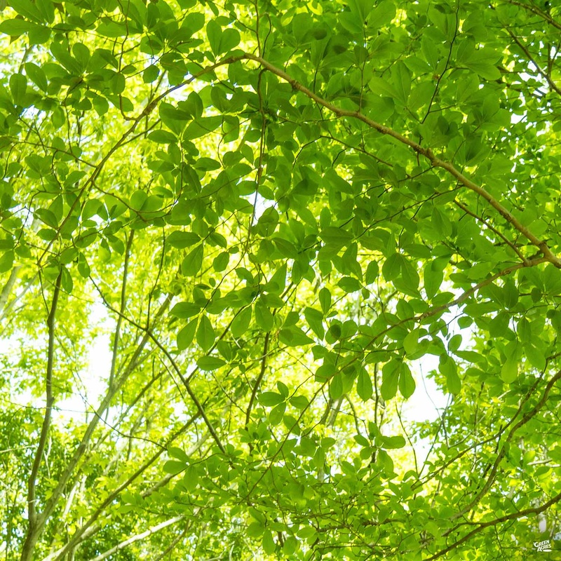 Zelkova ‘Village Green’|15 gal