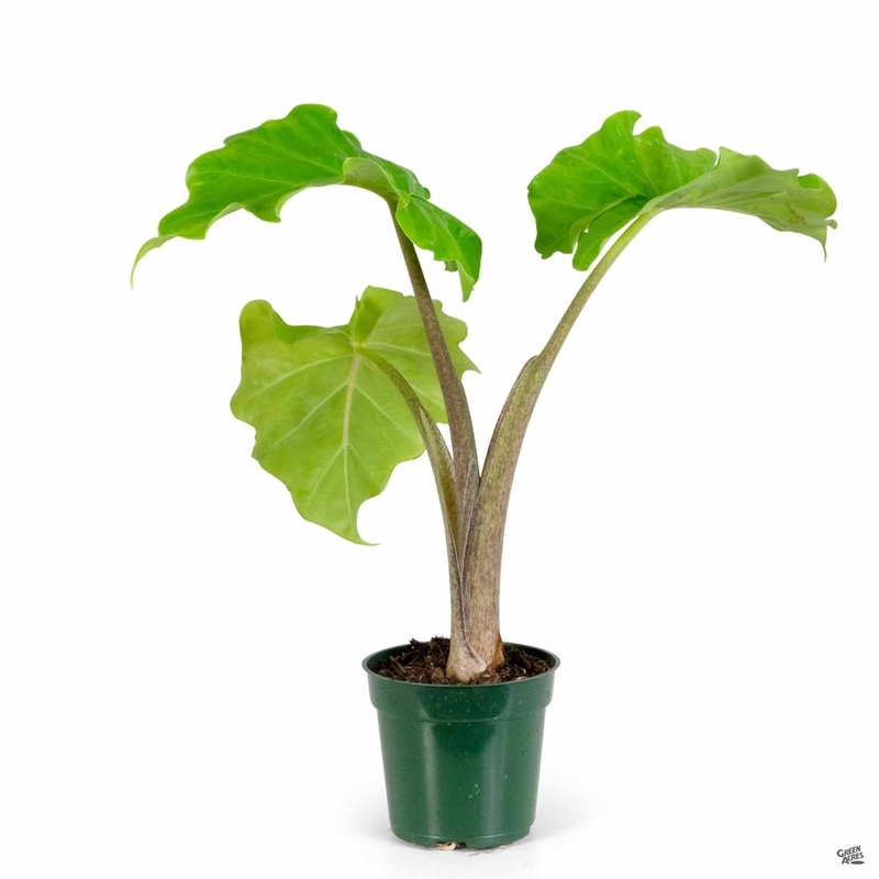 Alocasia ‘Low Rider’|4″