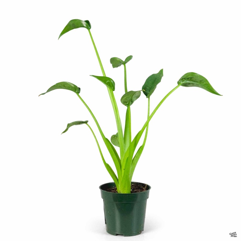 Alocasia ‘Tiny Dancer’|4″