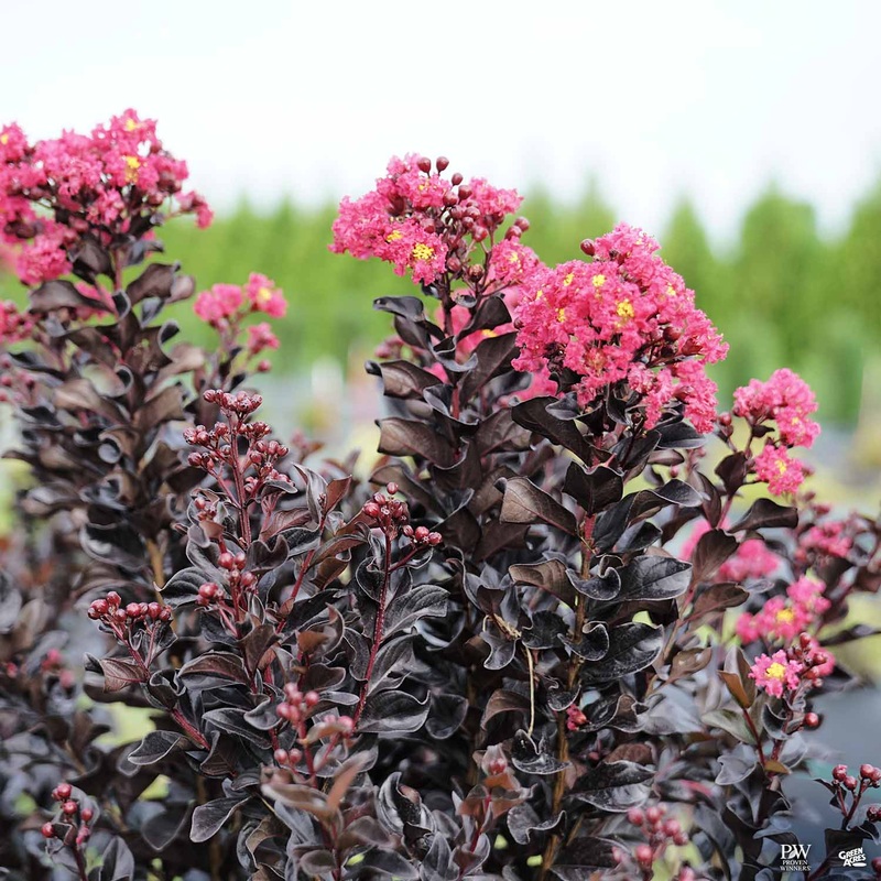 Center Stage&#174 Pink Crape Myrtle