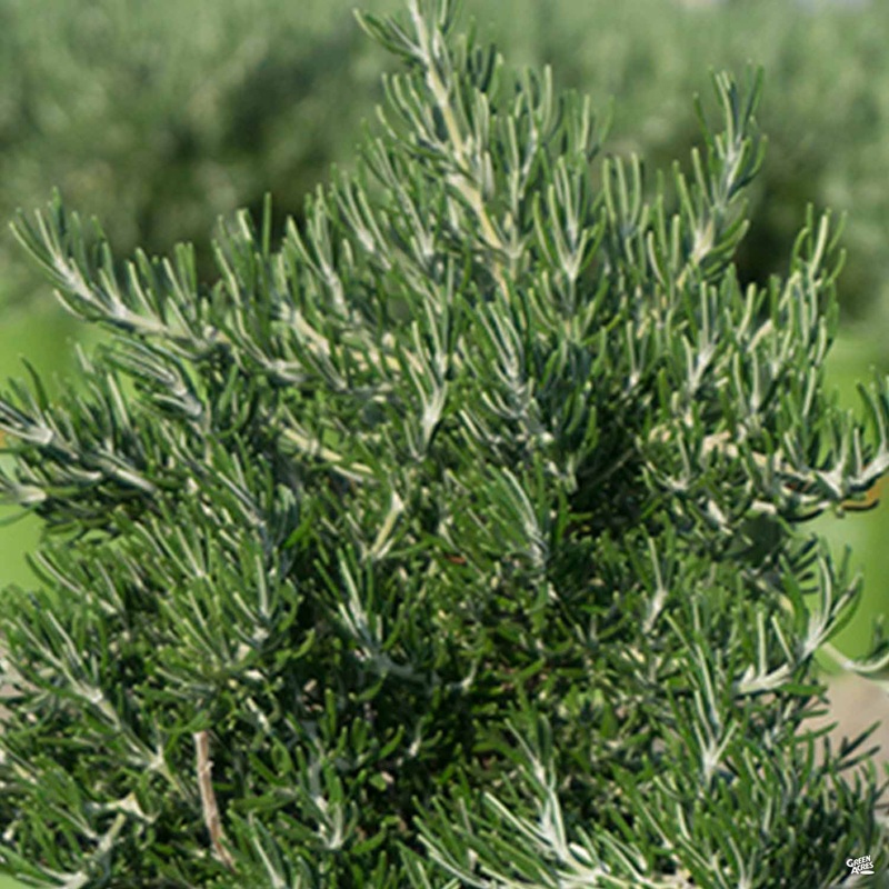 Chef’s Choice Rosemary|1 gal