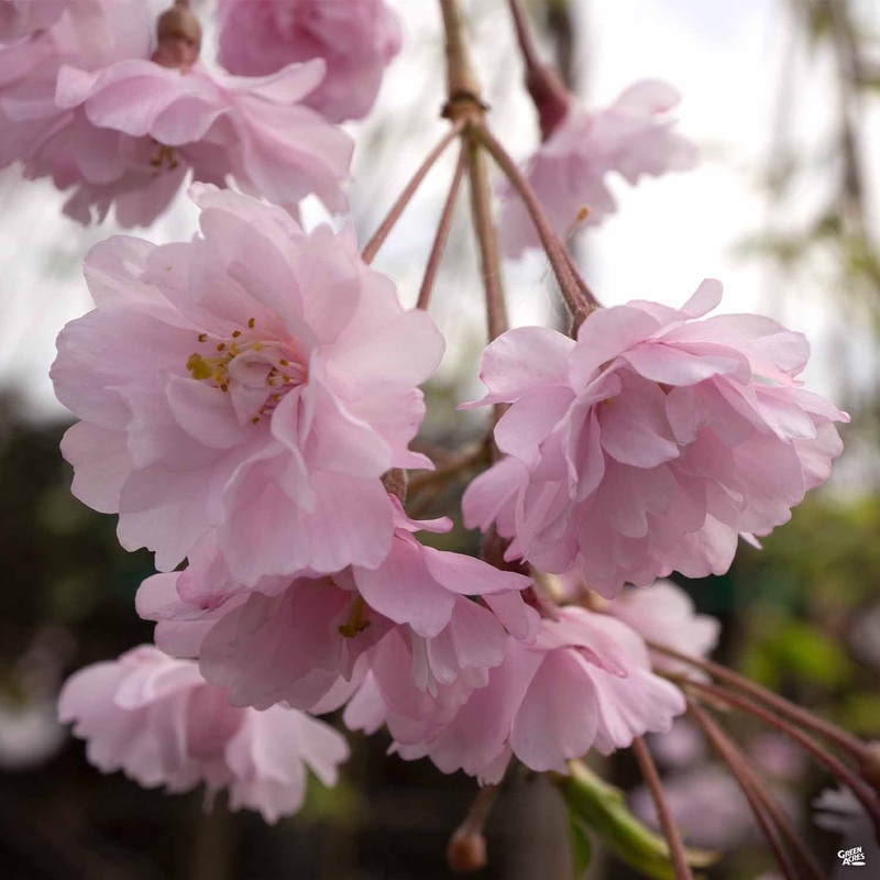 Double Weeping Cherry|15 gal|15 gal [v::tx]