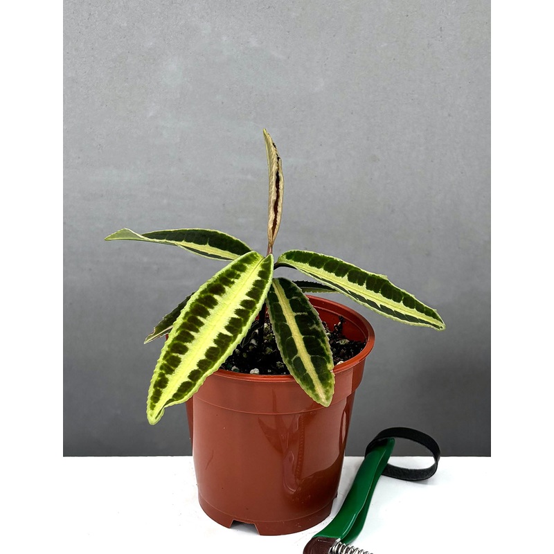Labisia Jabi Sunrise|4″ Pot