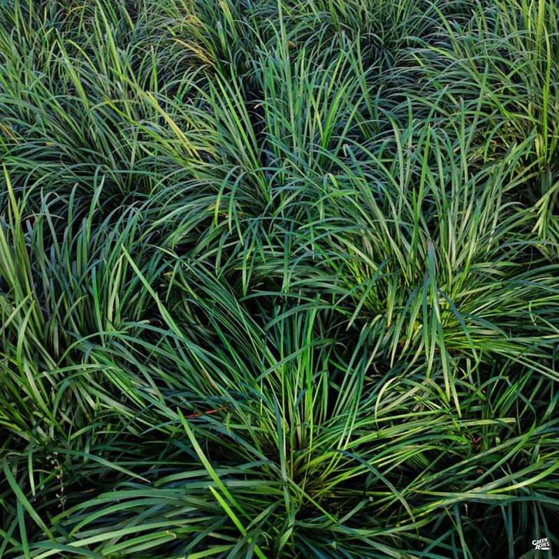 Mondo Grass|1 gal|4″ [v::tx]|1 gal [v::tx]|18 count flat [v::tx]