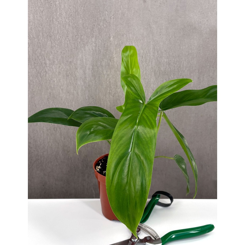 Philodendron 69686|4″ Pot