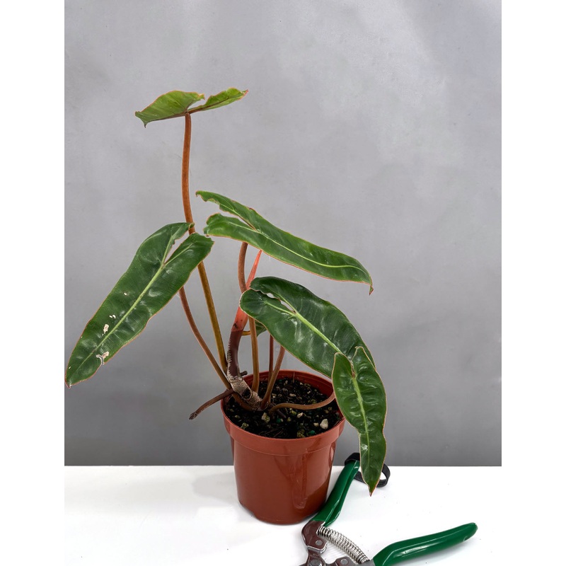 Philodendron Billietiae Notched and Blotched