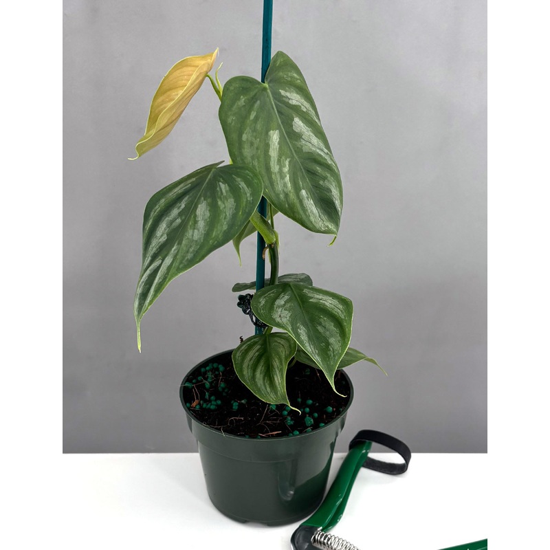 Philodendron Brandtianum Wild Form