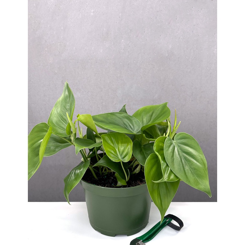 Philodendron Cordatum|6″ Pot