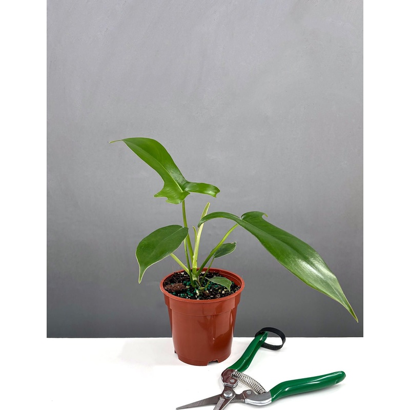 Philodendron Glad Hands|4″ Pot