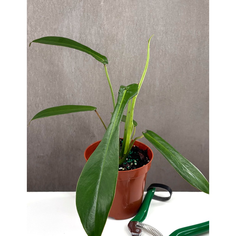 Philodendron Joepii|4″ Pot
