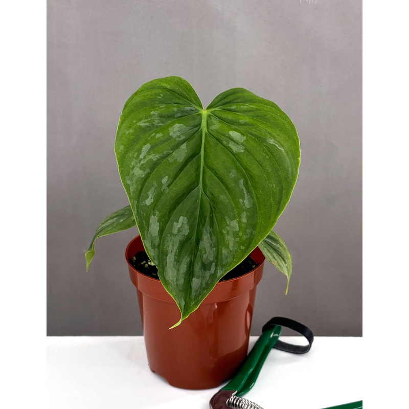 Philodendron Majestic|4″ Pot