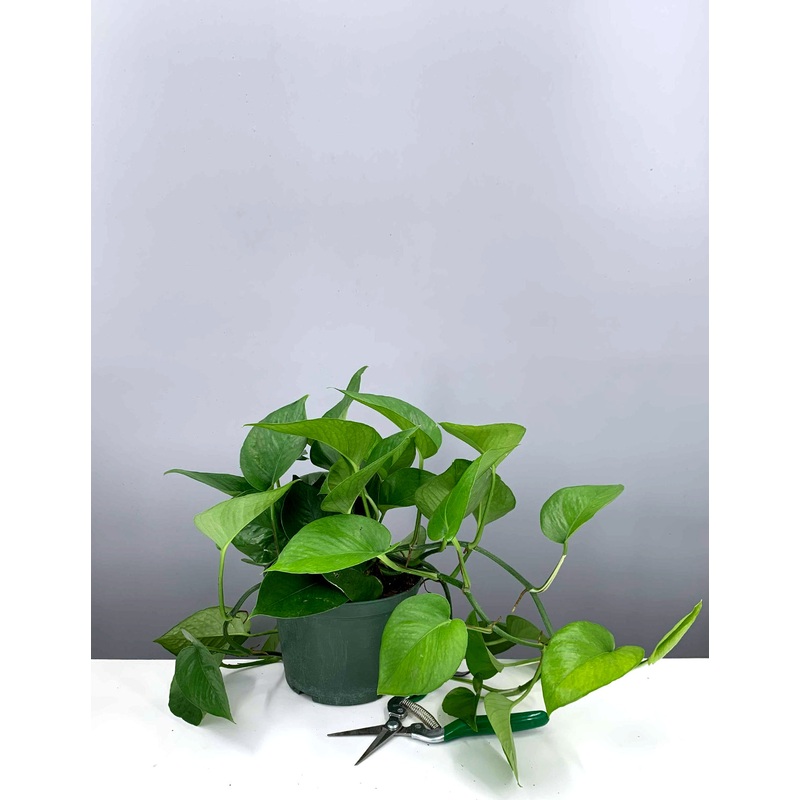 Pothos Jade|6″ Pot