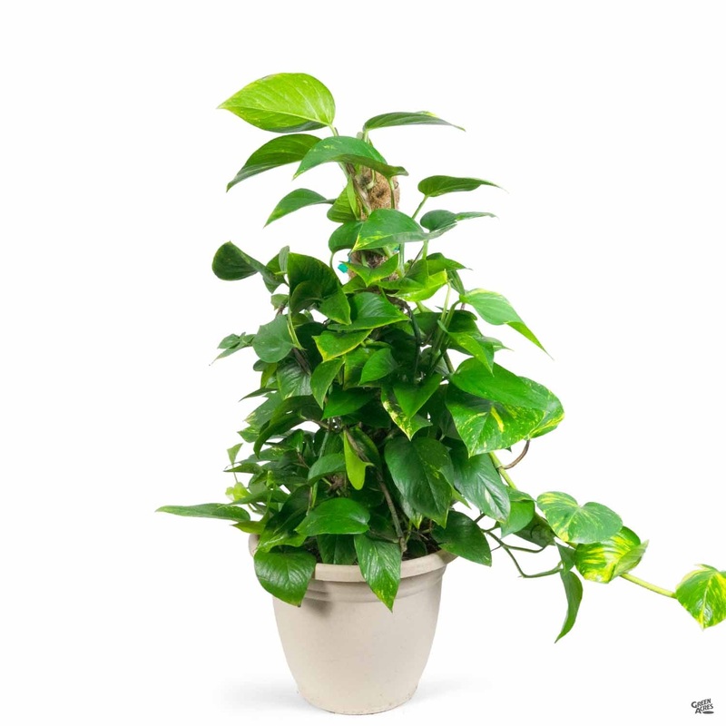 Pothos Poles|12″