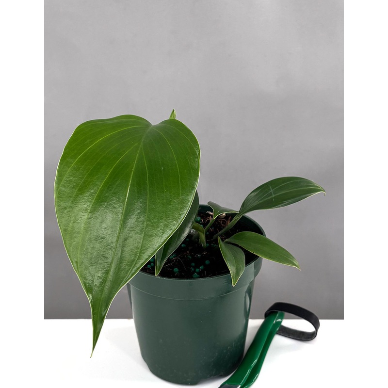 Rhaphidophora Pertusa|4″ Pot