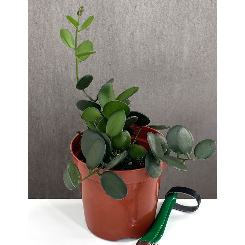 String of Coins|4″ Pot