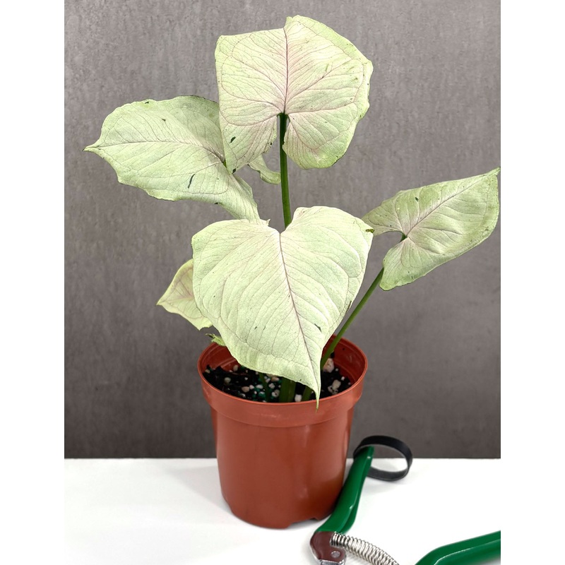 Syngonium Green Splash|4″ Pot