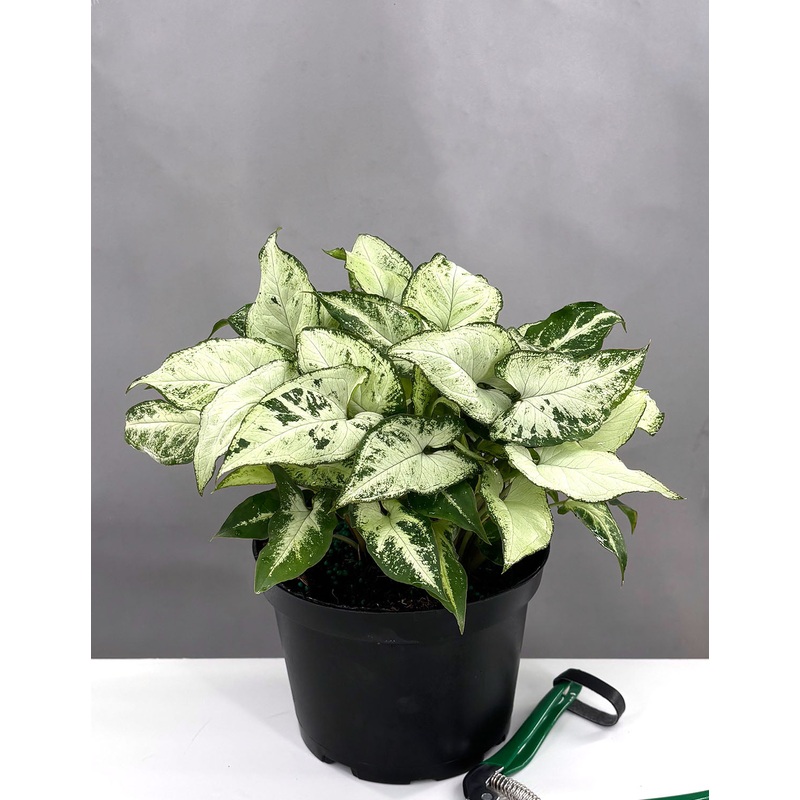 Syngonium Holly|6″ Pot