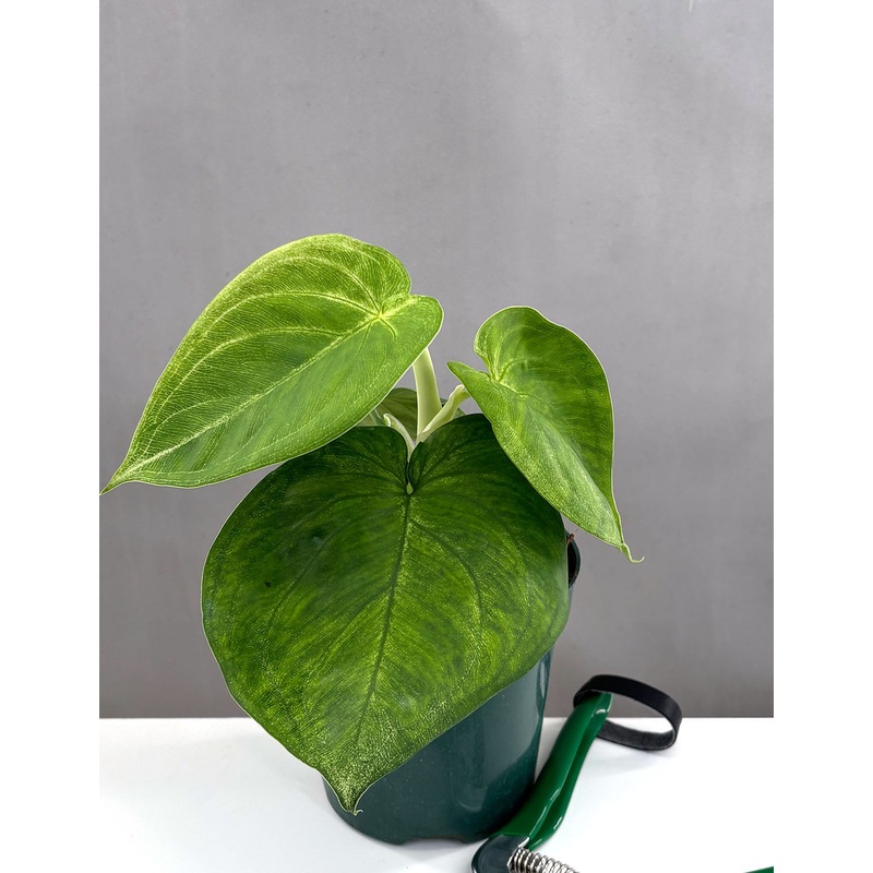 Syngonium Ice Frost|4″ Pot