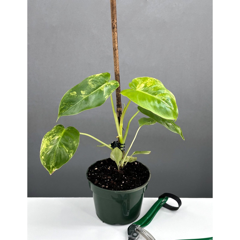 Variegated Burle Marx|4″ Pot