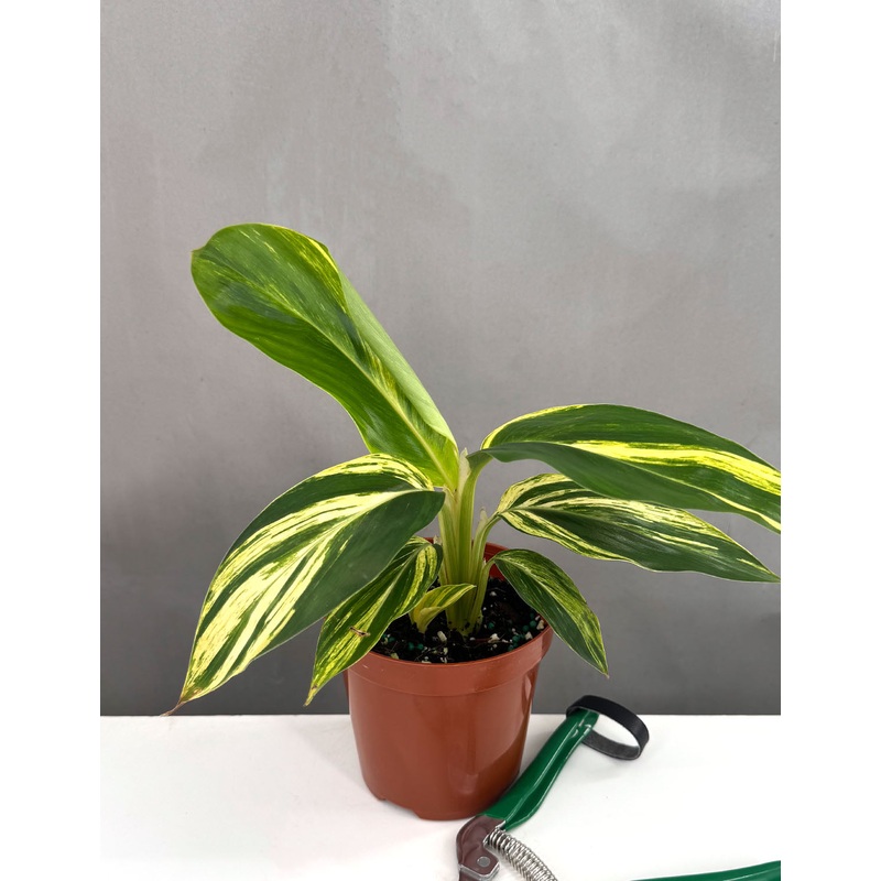 Variegated Shell Ginger|4″ Pot
