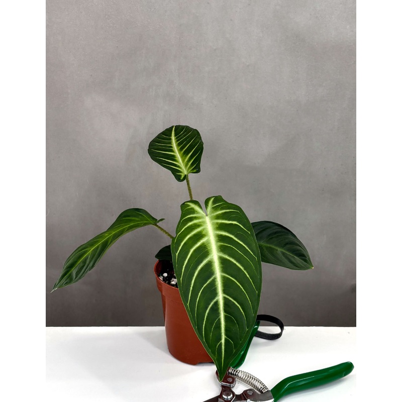 Xanthosoma Lindenii|4″ Pot