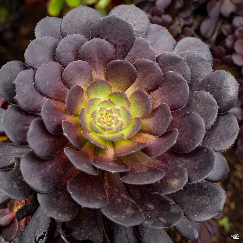Aeonium ‘Zwartkop’|4″|4″ [v::tx]|1 gal|1 gal [v::tx]