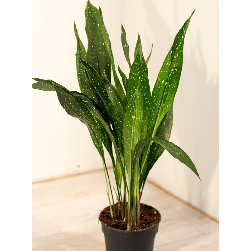 Aspidistra Eliator Milky Way