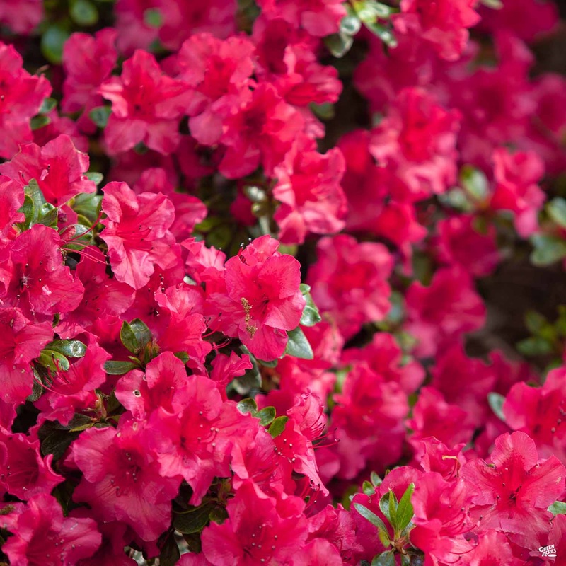 Azalea ‘Red Ruffles’|1 gal [v::tx]|3 gal [v::tx]