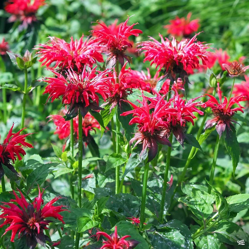 Bee Balm|1 gal [v::tx]