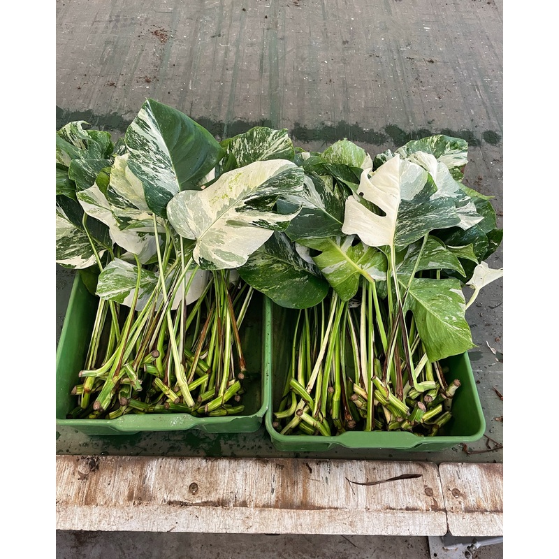 Cutting Package  Monstera Variegata – 4 pieces
