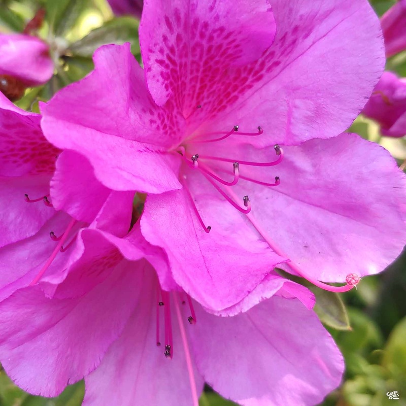 Encore Azalea Autumn Lilac|03T [v::tx]