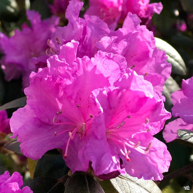 Encore Azalea Autumn Majesty