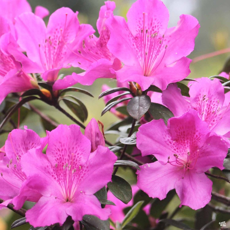 Encore Azalea Autumn Royalty