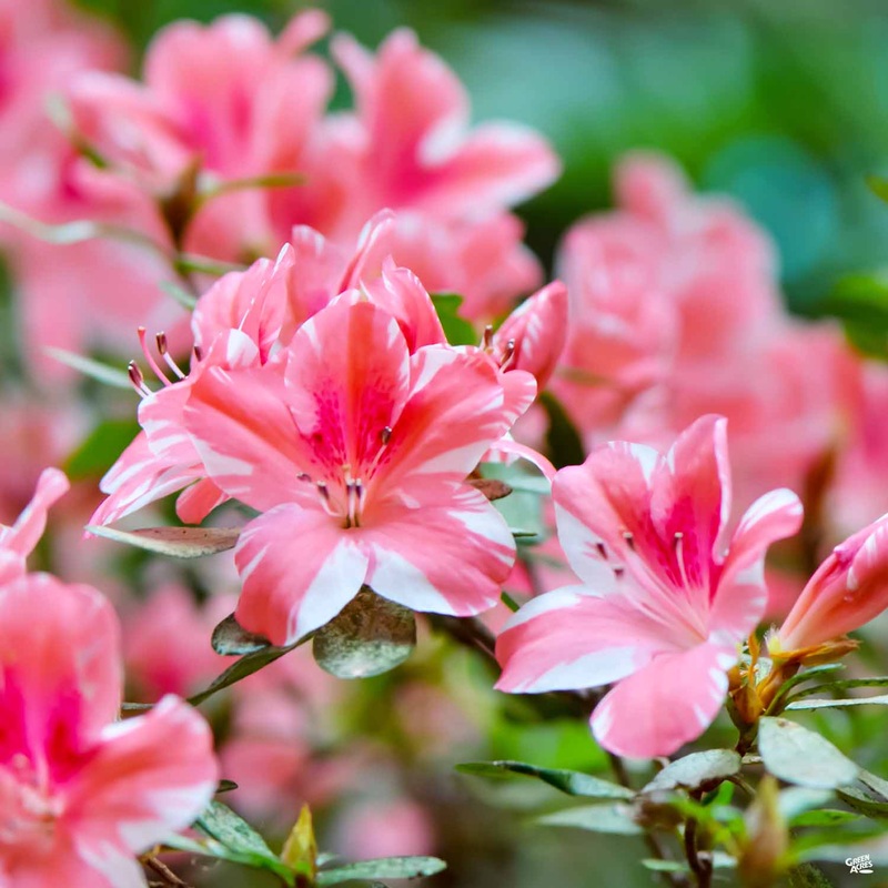 Encore Azalea Autumn Starburst
