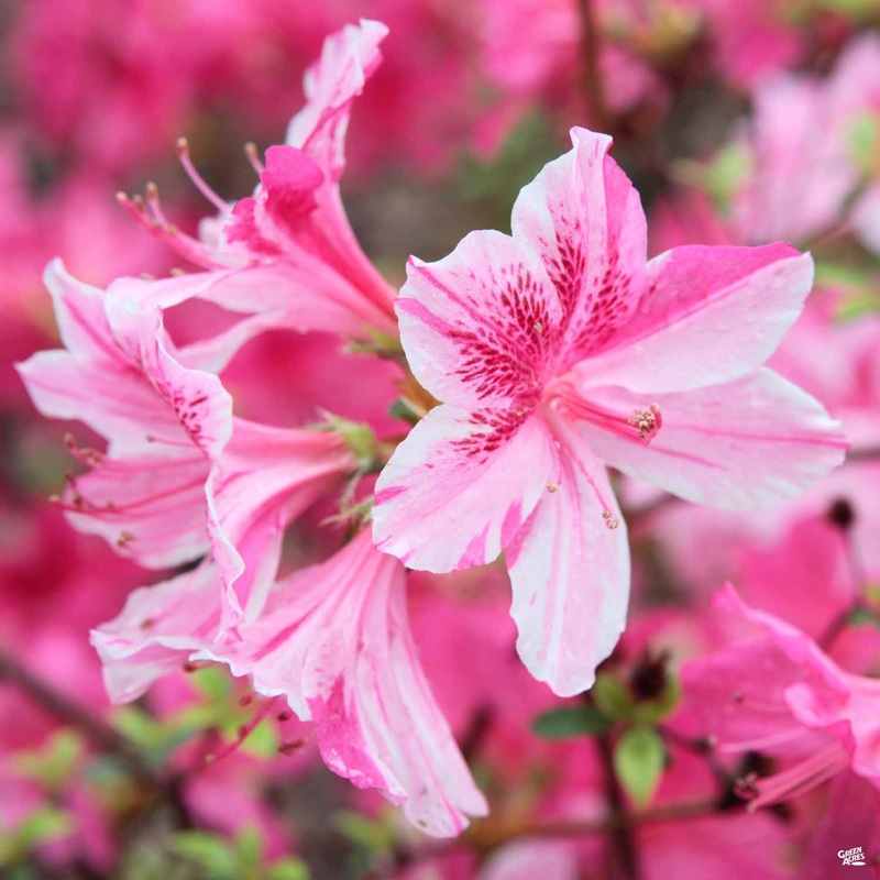 Encore Azalea Autumn Twist|03T [v::tx]