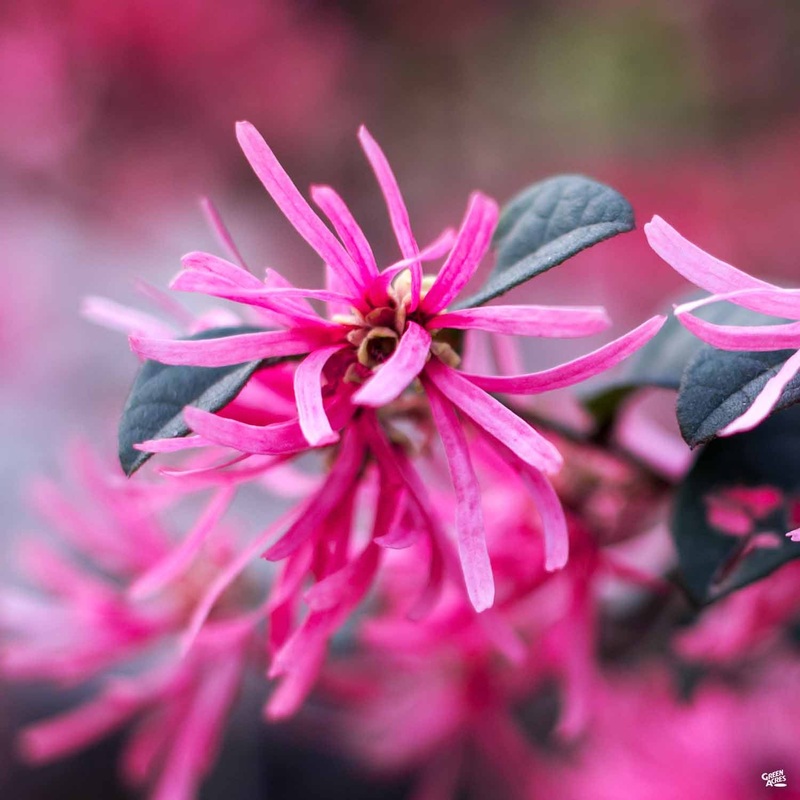 Fringe Flower ‘Cherry Blast’|3 gal [v::tx]