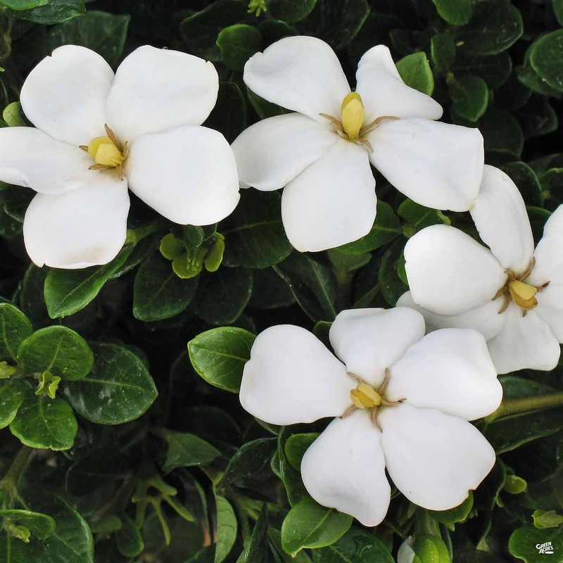 Gardenia ‘Kleim’s Hardy’|1 gal|1 gal [v::tx]|2 gal|2 gal [v::tx]