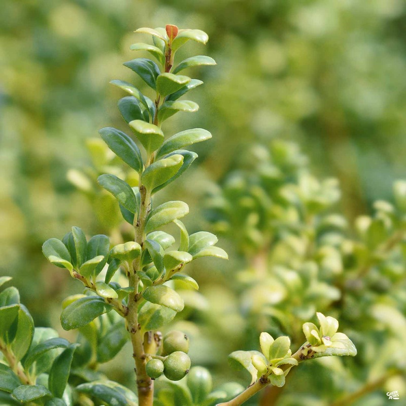 Japanese Holly ‘Soft Touch’|3 gal[v::tx]