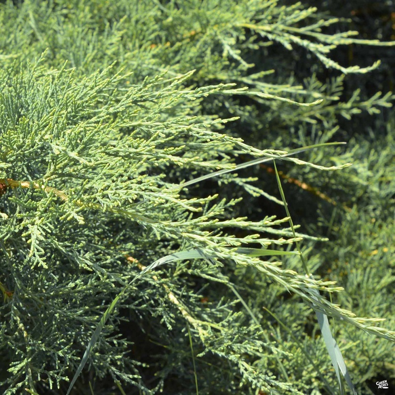 Juniper ‘Grey Owl’|1 gal[v::tx]|3 gal[v::tx]