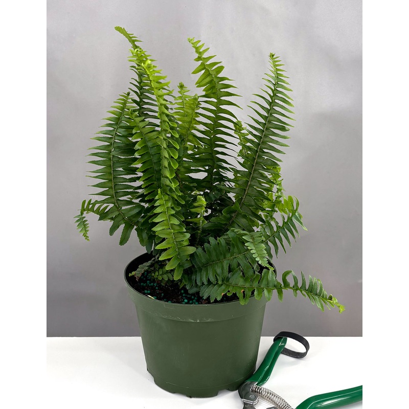 Kimberly Queen Fern|6″ Pot