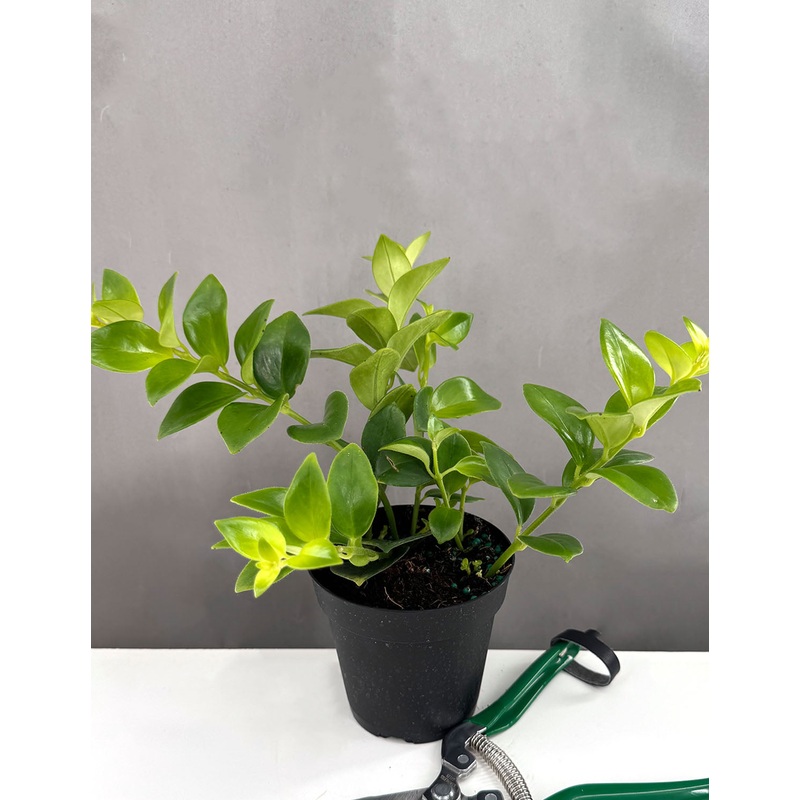 Mona Lisa Lipstick Plant|4″ Pot