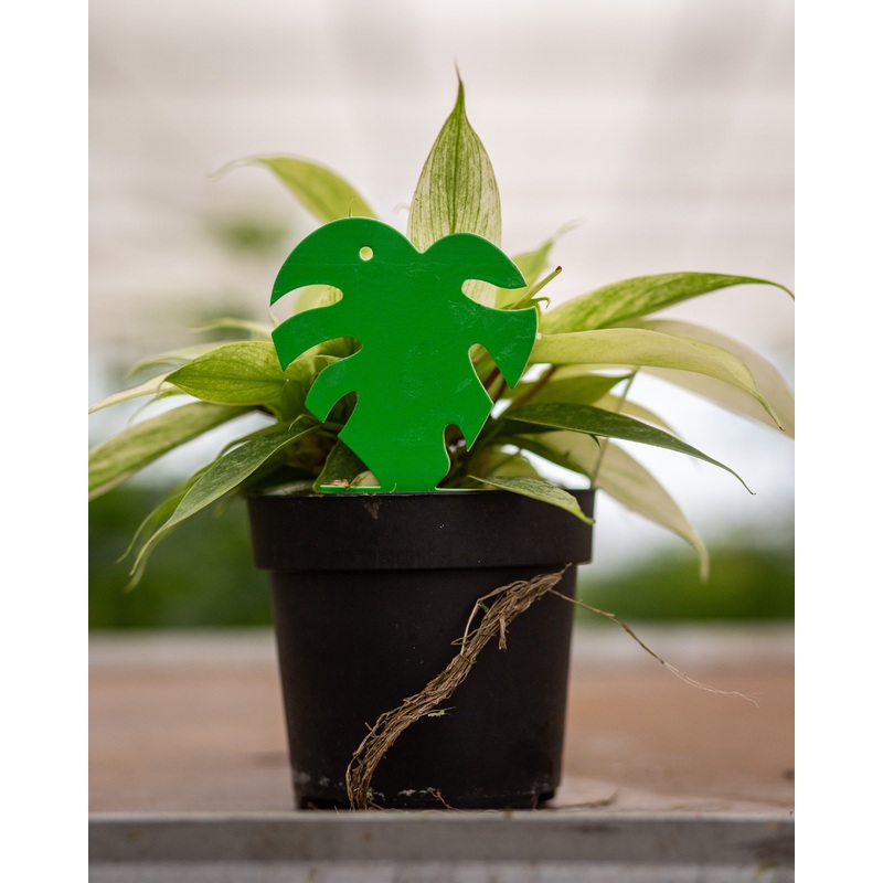 Monstera Shaped Sticky Leaves – 5 Pack