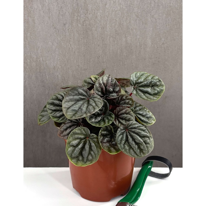 Peperomia Red Beauty|4″ Pot