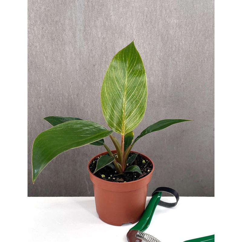Philodendron Birkin Pink|3.5″ Pot