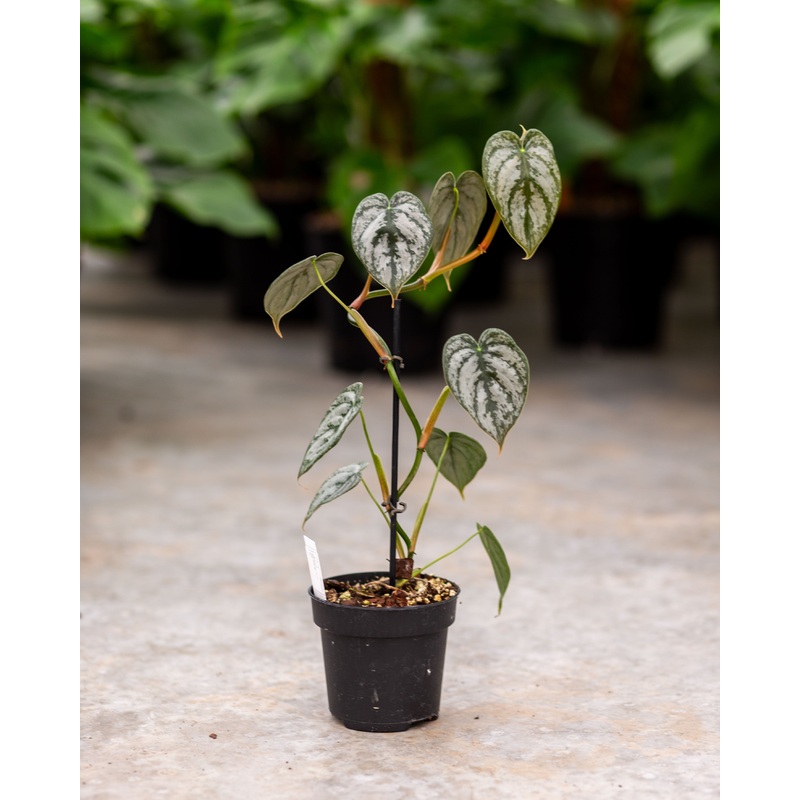 Philodendron brandtianum|Pot 12