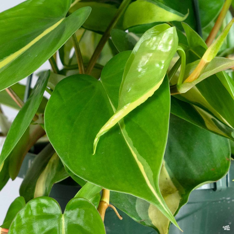Philodendron ‘Brasil’|4″ [v::tx]