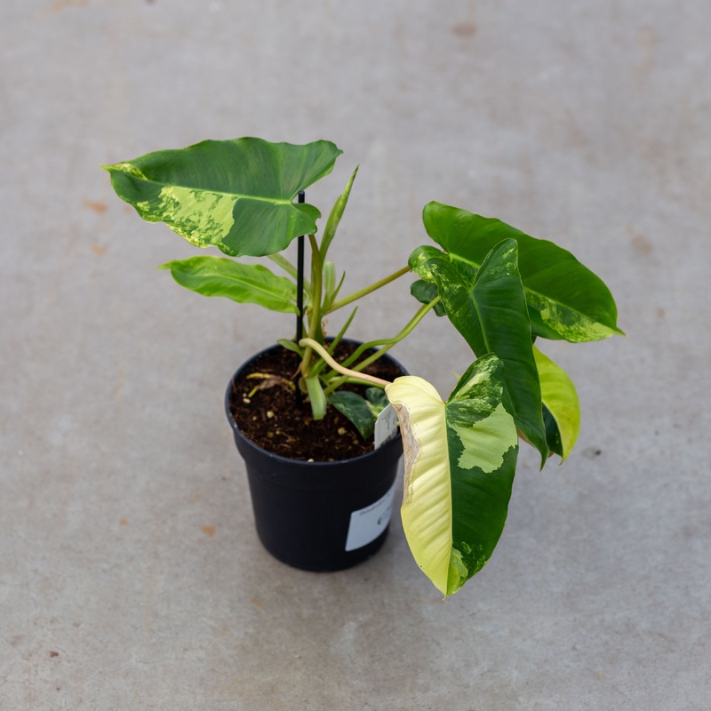 Philodendron ‘Burle Marx’|Variegata pot 12