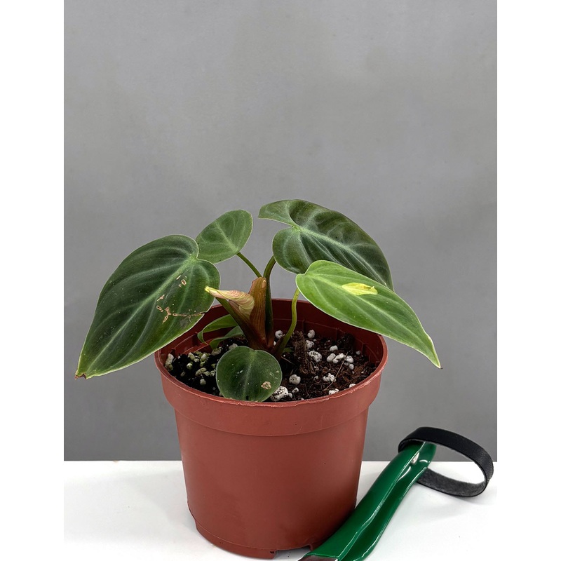 Philodendron El Choco Red Notched and Blotched