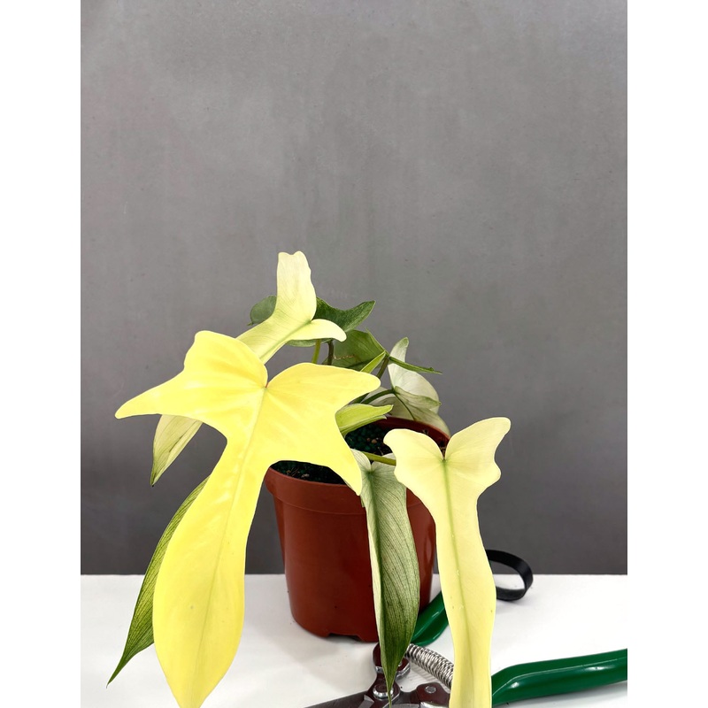 Philodendron Florida Ghost Notched and Blotched