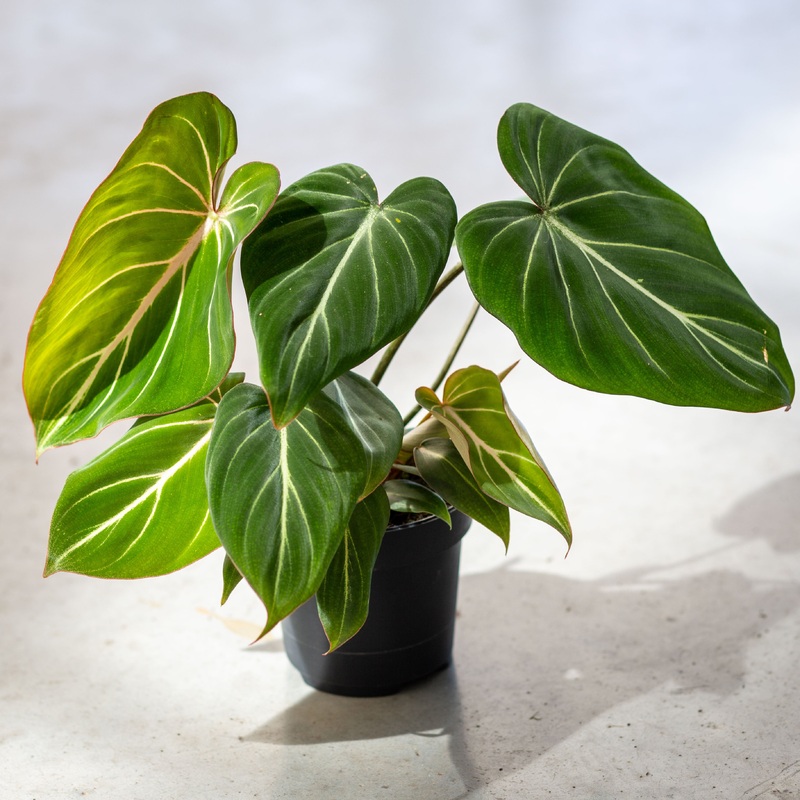 Philodendron Gloriosum|pot size 12|pot size 15